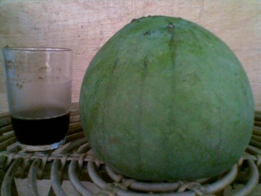 mangga kelapa