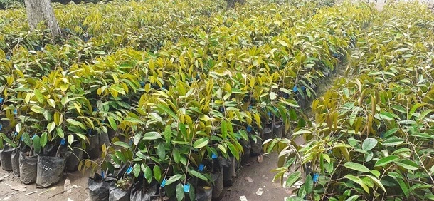 merawat tanaman buah