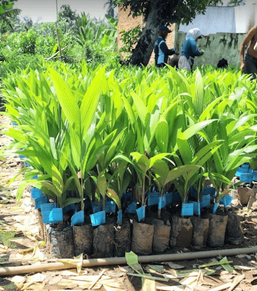 Bibit Pinang Betara