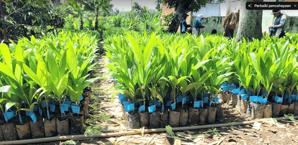 pinang betara bersertifikat