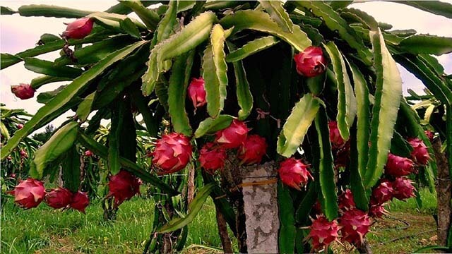 Jual Bibit Buah  Naga  Merah  Murah Berkualitas Kartani co id