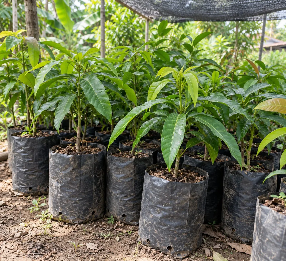 Bibit buah muda di polybag hitam berlubang drainase dikelompokkan di bawah paranet tipis